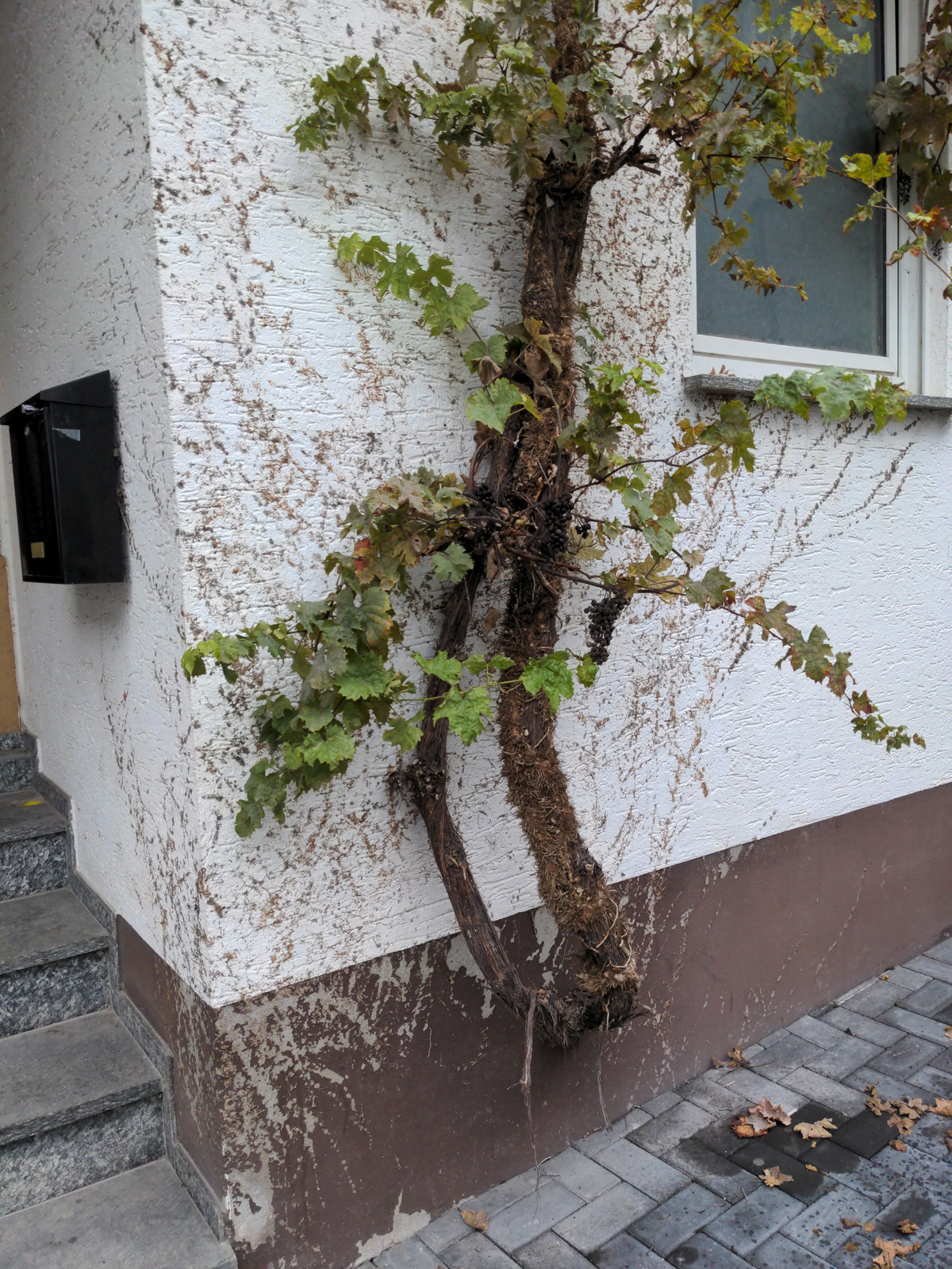 Weinrebe aus der Mauer